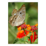 White Peacock Butterfly Blank Note Card