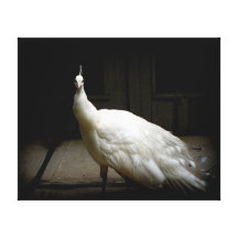 White Peacock Photo Canvas Prints
