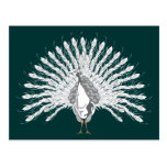 White Peacock Postcards