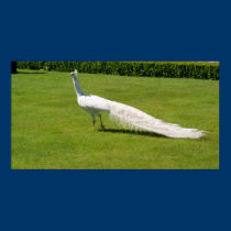 White Peacock posters
