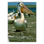 White Pelican Cards