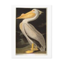 White Pelican, John James Audubon Postcard