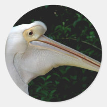 White pelican stickers