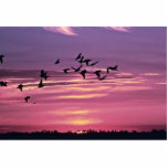 White Pelicans and Evening Sun Photo Cut Outs