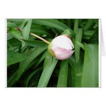 White Peony Bud Greeting Cards