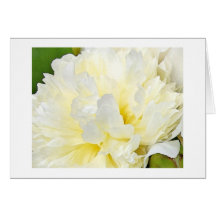 White Peony Cards