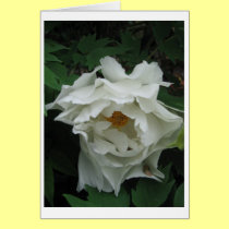 White Peony cards