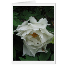 White Peony Cards