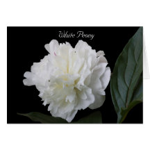White Peony Greeting Card
