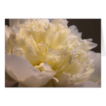 White Peony Greeting Cards