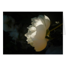 white peony greeting cards