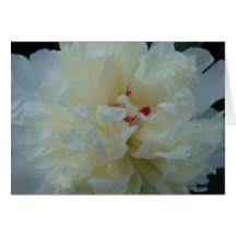 White Peony Greeting Cards