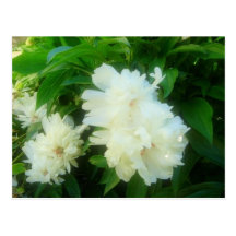 White Peony Postcards