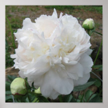 White Peony Poster