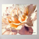 White Peony Watercolor Poster Print