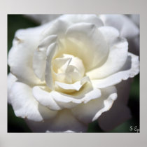 White Perfection Print