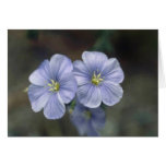 white Perrenial Flax, (Linum Perenne) flowers Cards