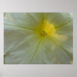 White Petunia and Sun Print