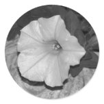 White Petunia Stickers
