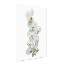 White Phalaenopsis Orchids Canvas Prints
