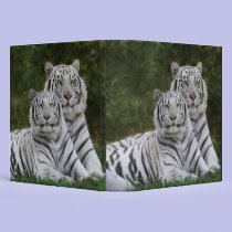 White phase, Bengal Tiger, Tigris binders