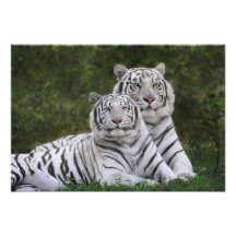 White phase, Bengal Tiger, Tigris Photographic Print
