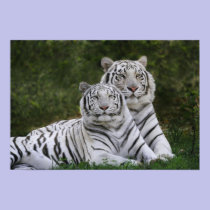 White phase, Bengal Tiger, Tigris posters