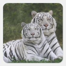White phase, Bengal Tiger, Tigris Square Stickers