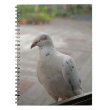 White pigeons Notebook