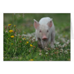 White Piglet in Field of Flowers Greeting Cards