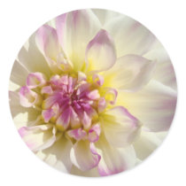 White Pink Floral stickers Dahlia Flowers custom