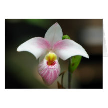 White/pink Orchid Greeting Card
