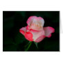 white-pink rose greeting cards