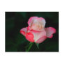 white-pink rose post cards