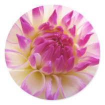 White Pink stickers Dahlia Flowers Summer
