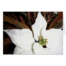White Poinsettia Card