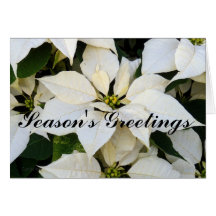 White Poinsettia Card