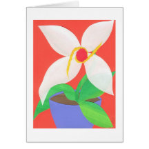White Poinsettia Cards