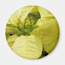 White Poinsettia Magnets