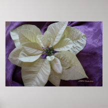 White Poinsettia Print