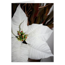 White Poinsettia Too Card