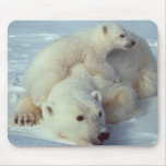 White Polar Bear family Mouse Pad