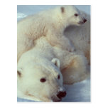 White Polar Bear family Post Card