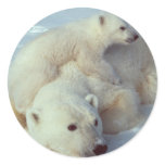 White Polar Bear family Round Stickers