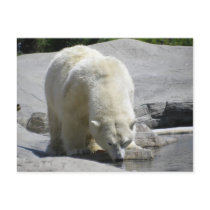 white polar bear