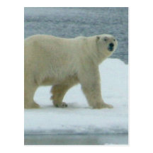 White Polar Bear Postcard