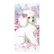 White Poodle in the Lilacs Art and Gifts