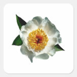 White Poppy in Sunshine Sticker