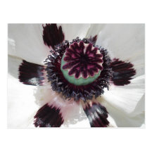 White poppy post card