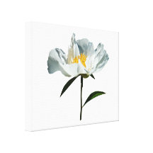 White Poppy Profile Canvas Prints